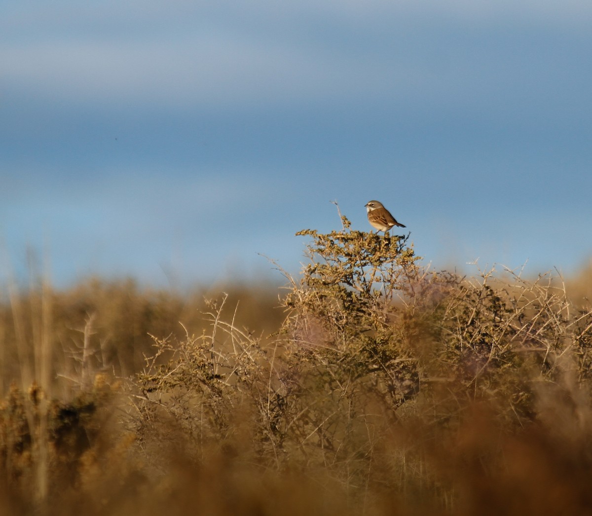 Sagebrush Sparrow - ML646374061