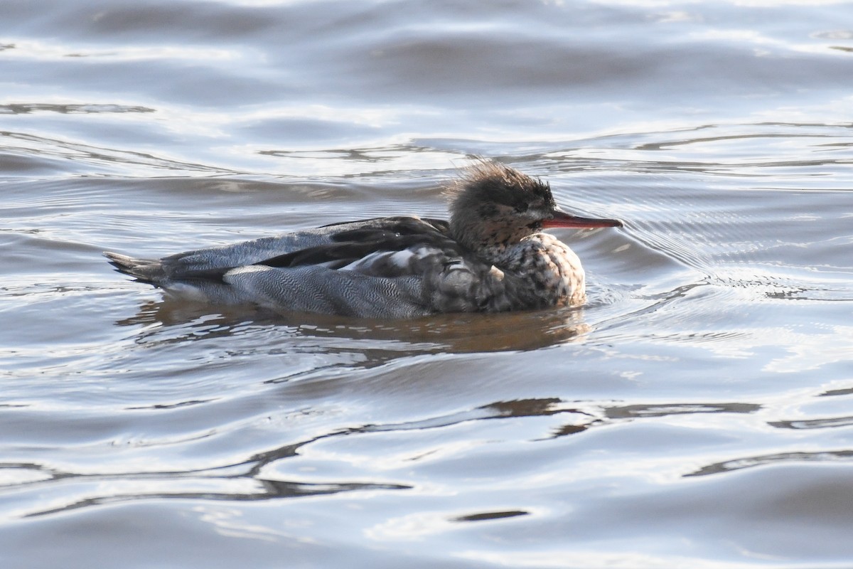 Red-breasted Merganser - ML646374062