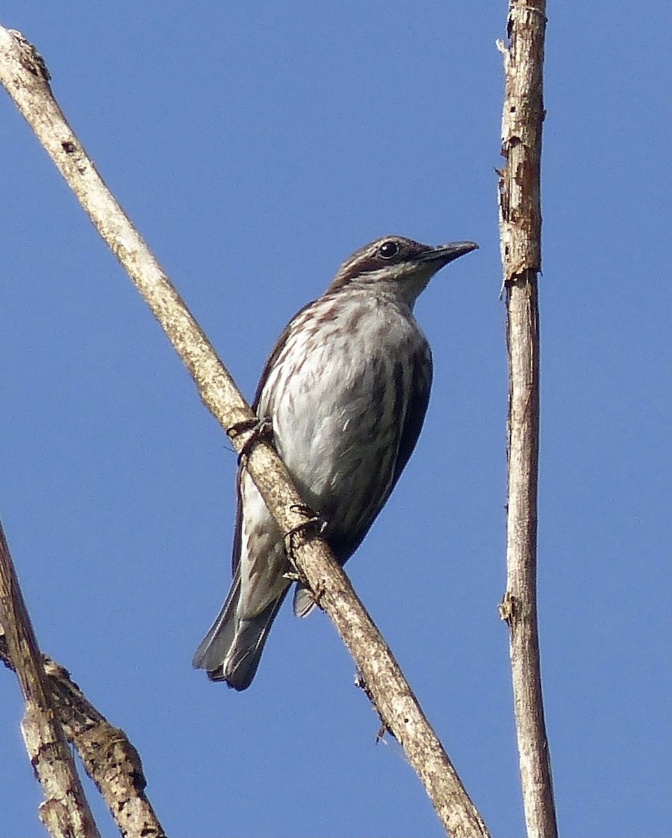 Stripe-breasted Rhabdornis - ML646374063