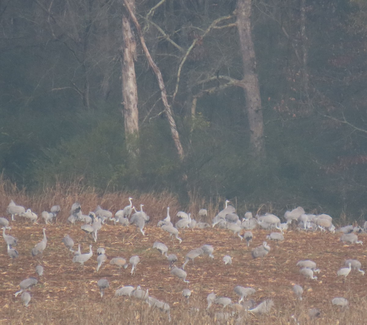 Sandhill Crane - ML646374066