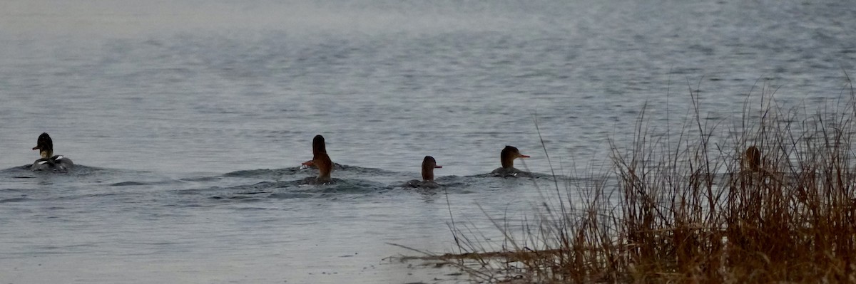 Red-breasted Merganser - ML646374068