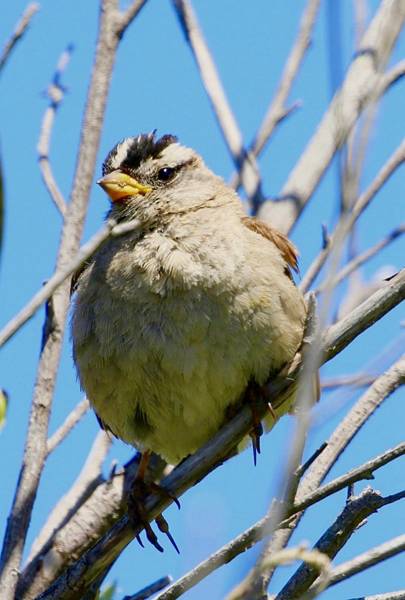 White-crowned Sparrow (nuttalli) - ML646374071
