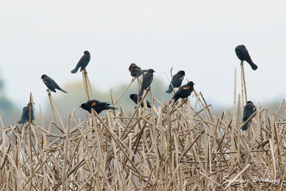 Red-winged Blackbird - ML646374072