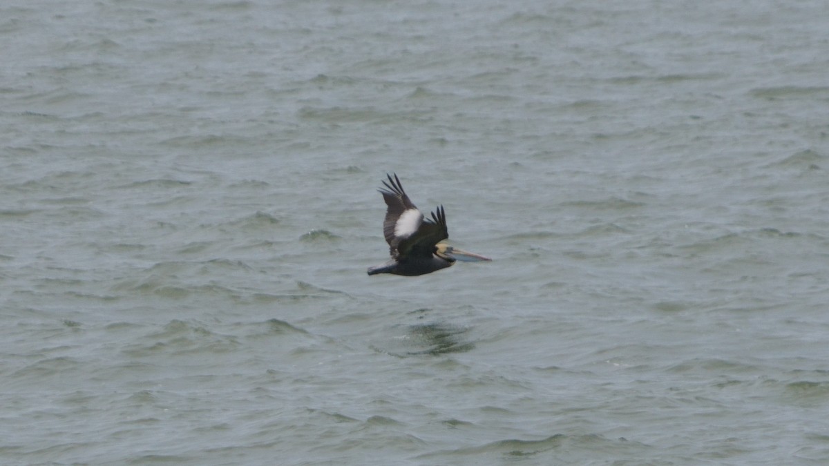 Peruvian Pelican - ML646374080