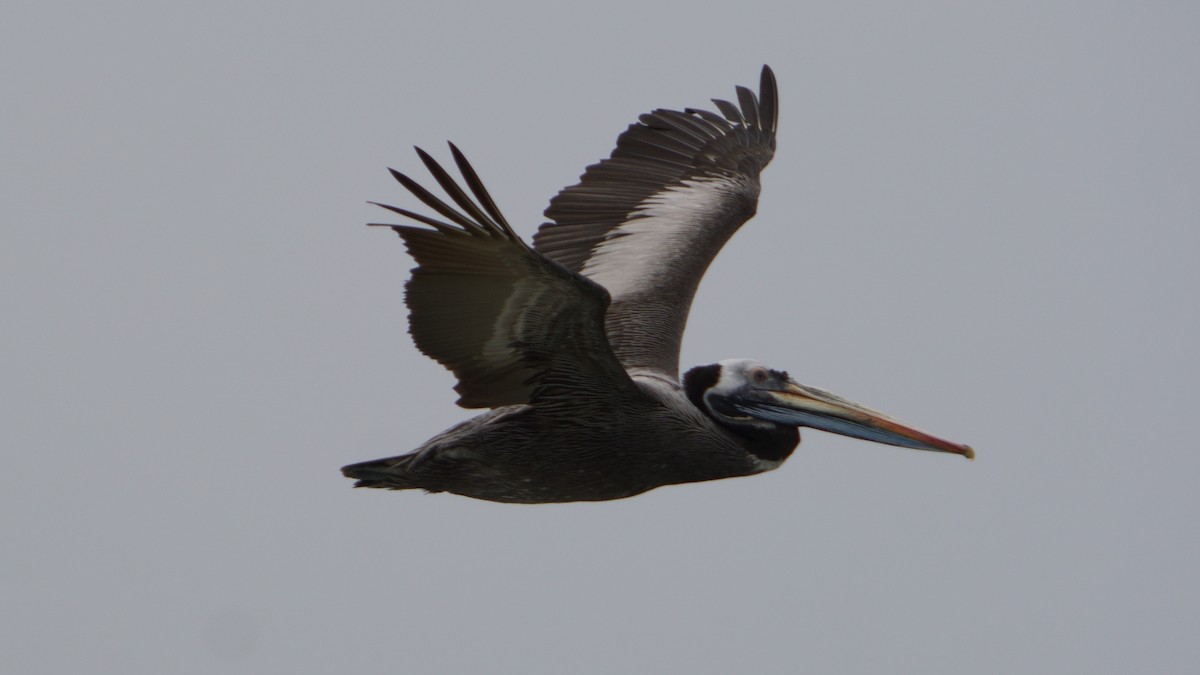Peruvian Pelican - ML646374081