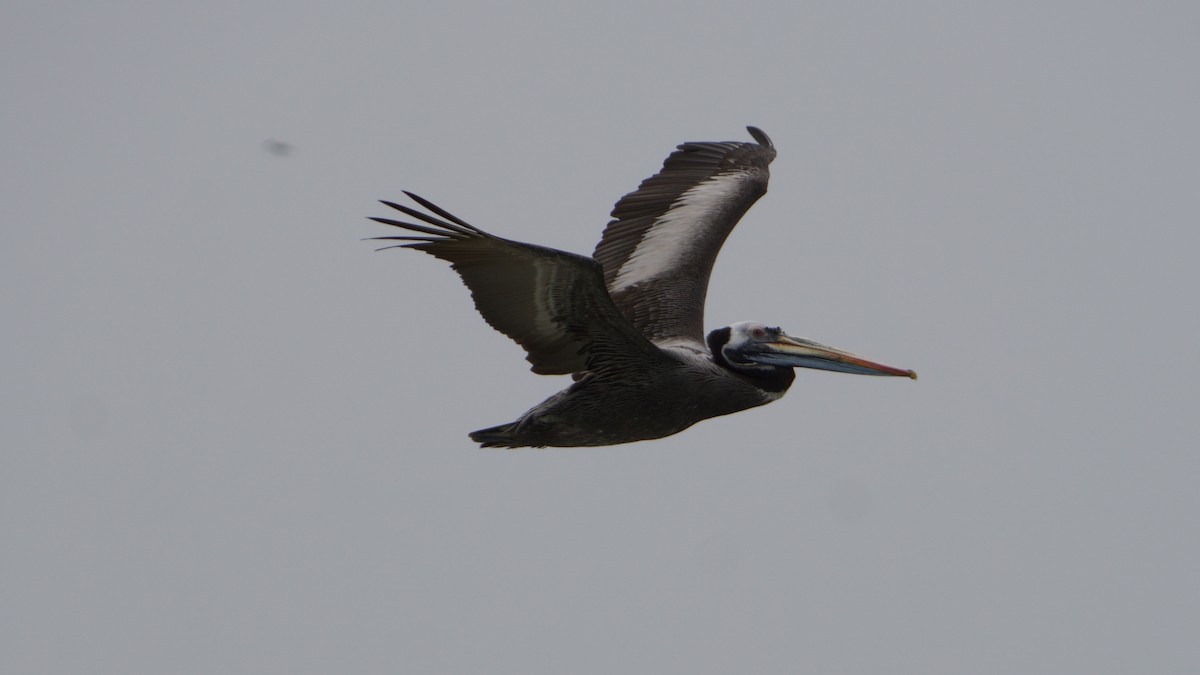 Peruvian Pelican - ML646374082