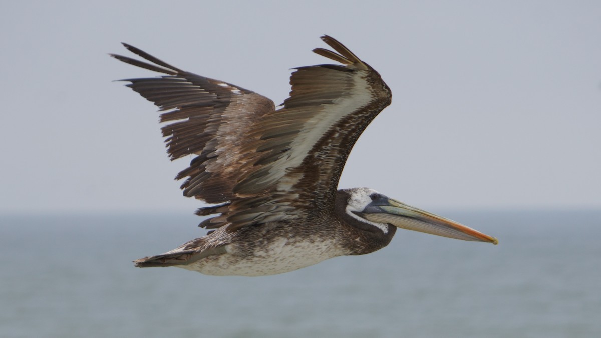 Peruvian Pelican - ML646374083