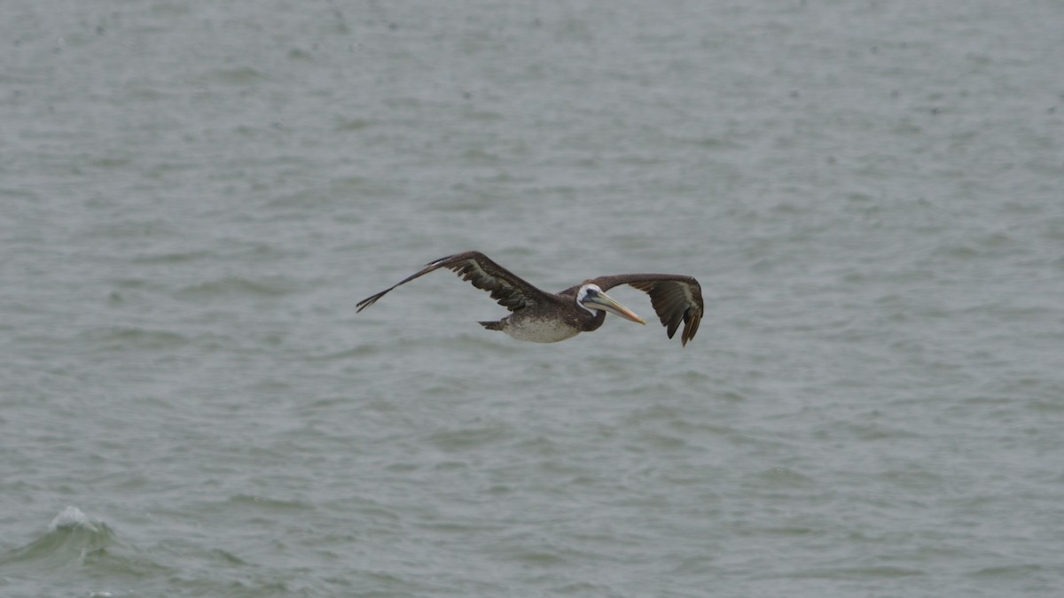 Peruvian Pelican - ML646374084