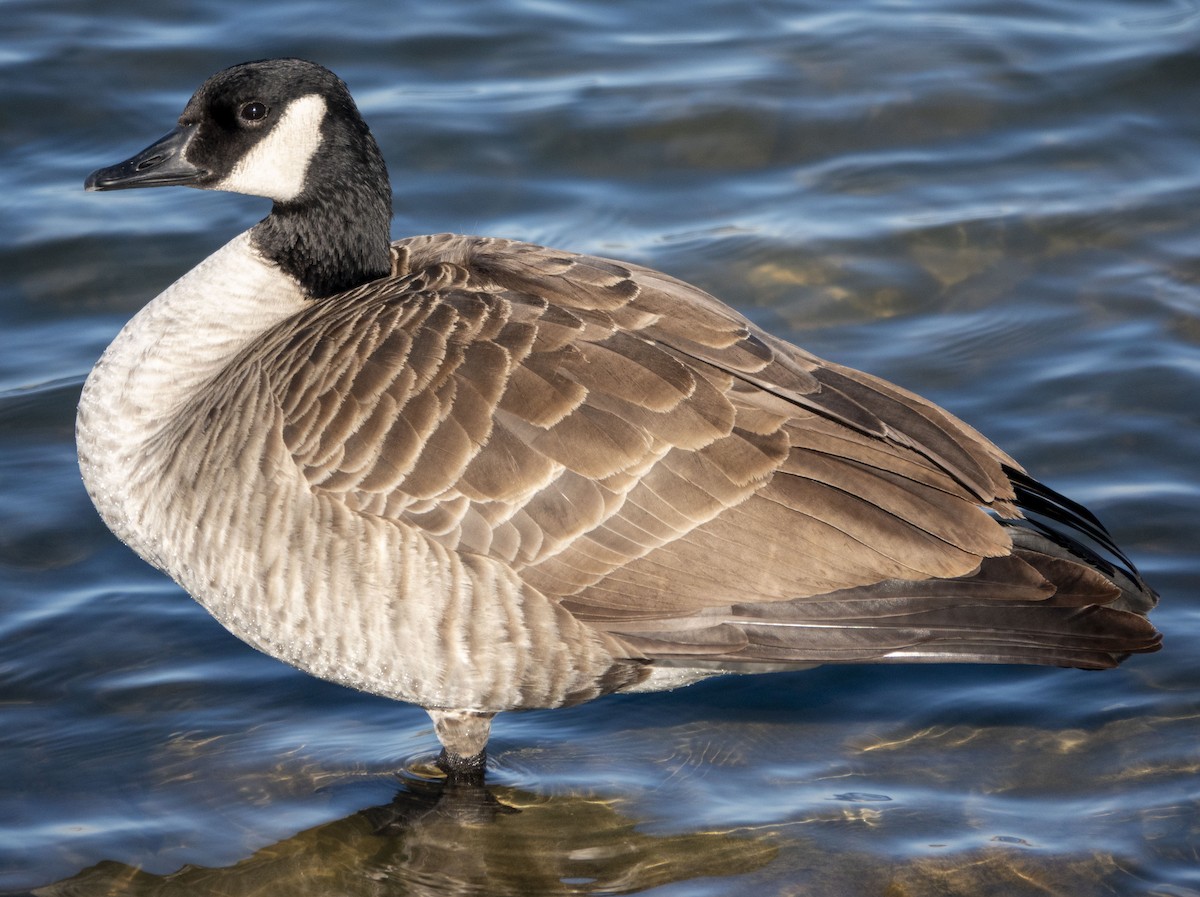 Canada Goose - ML646374088