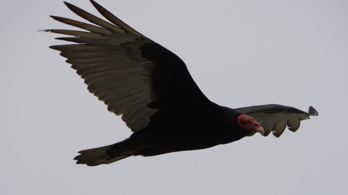 Turkey Vulture - ML646374092