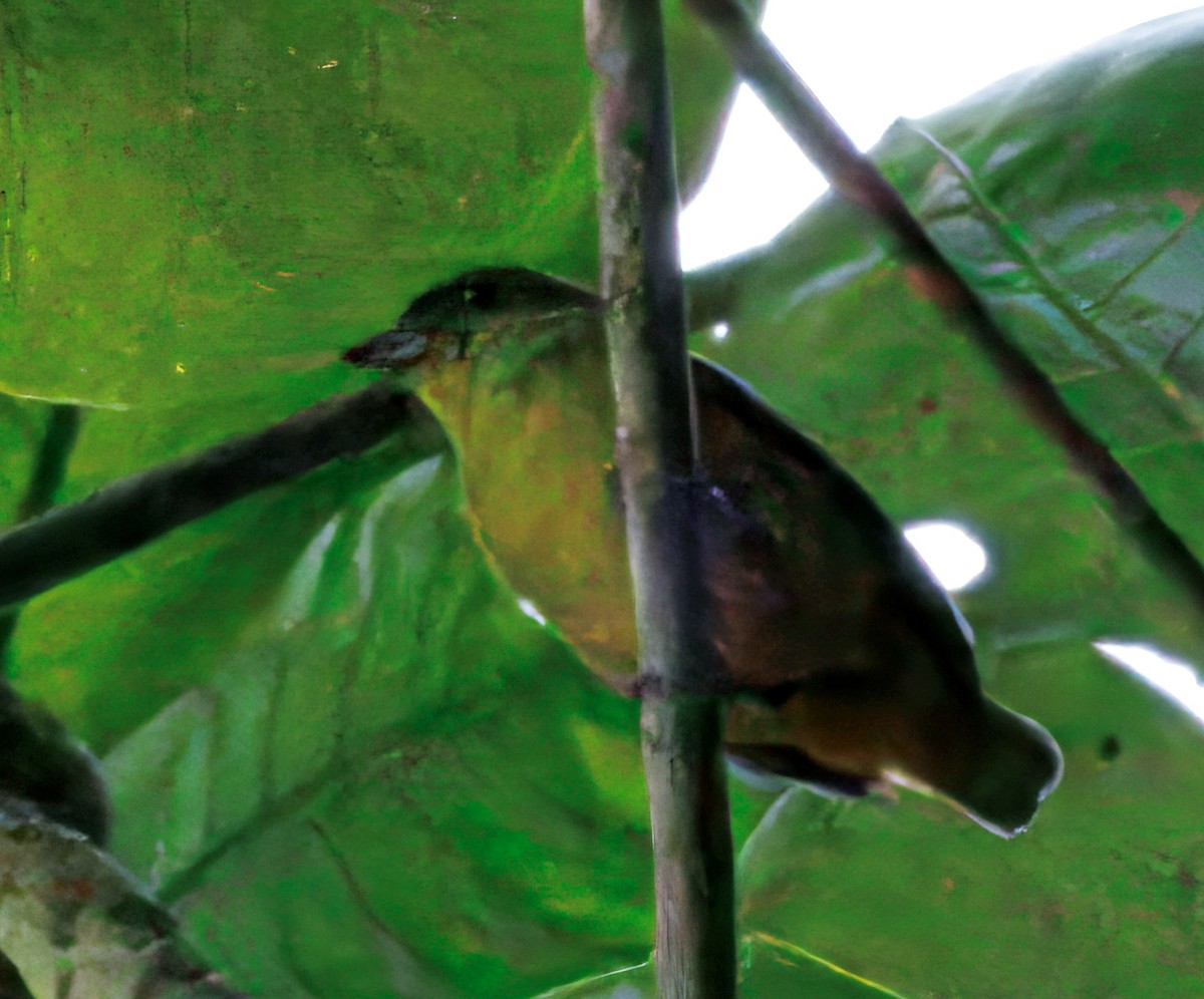 Olive-backed Euphonia - ML646374094