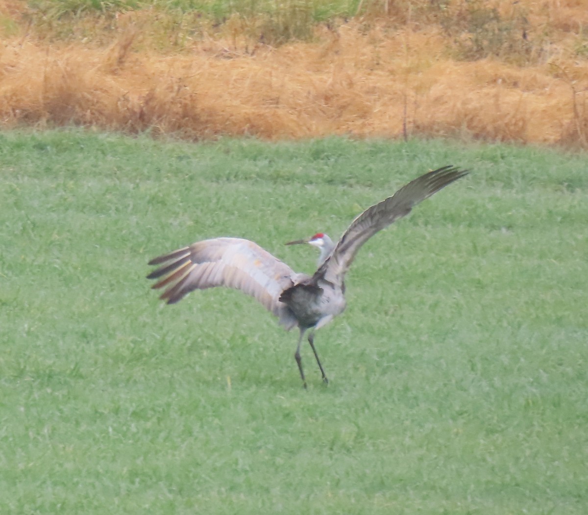 Sandhill Crane - ML646374095