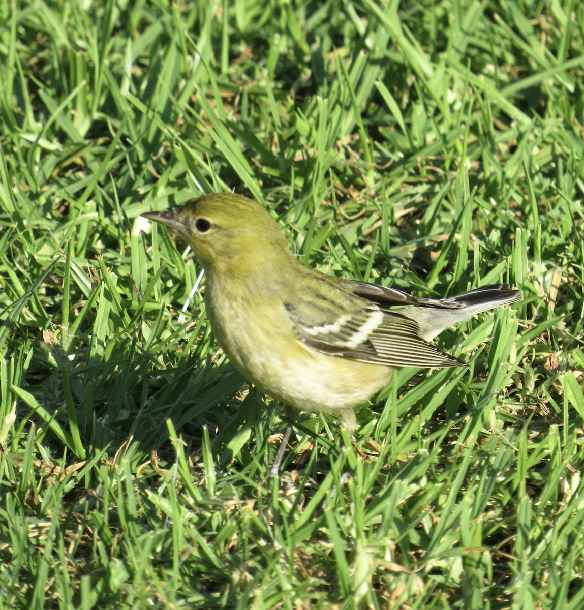 Bay-breasted Warbler - ML646374096