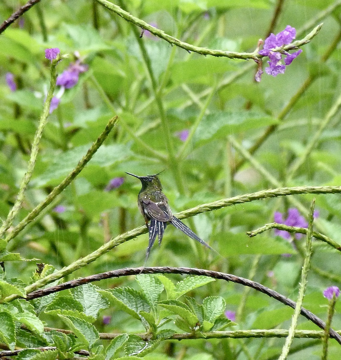 Wire-crested Thorntail - ML646374097