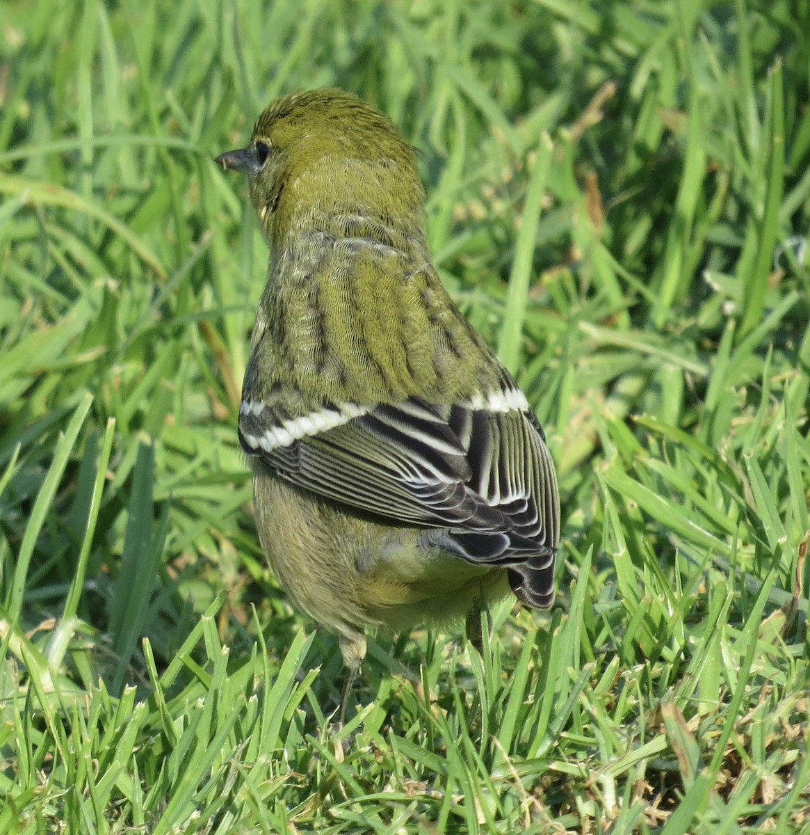 Bay-breasted Warbler - ML646374099