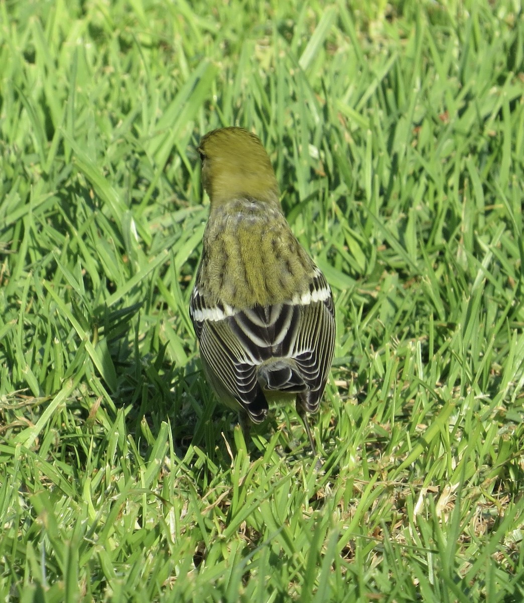 Bay-breasted Warbler - ML646374100