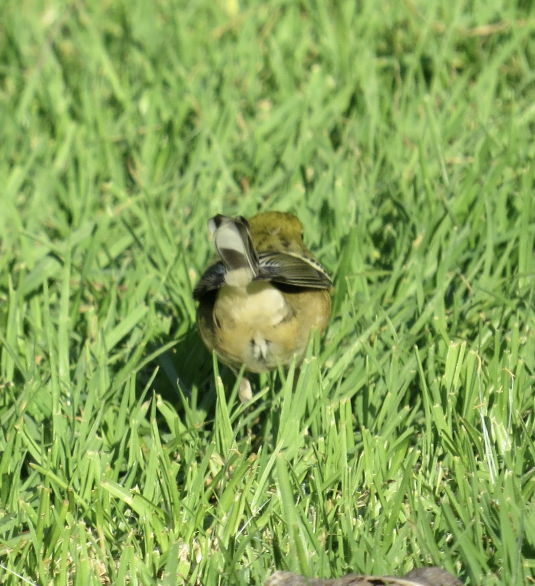 Bay-breasted Warbler - ML646374103