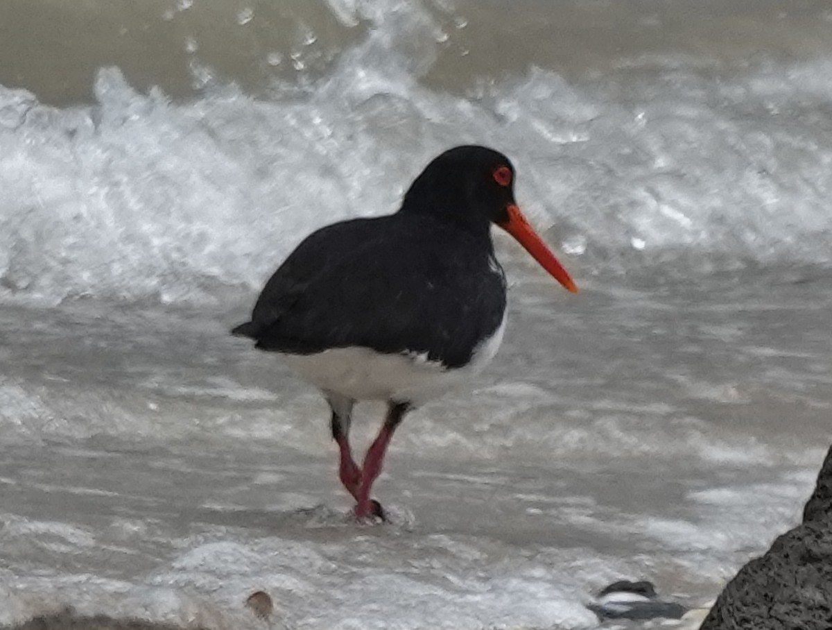 Pied Oystercatcher - ML646374104