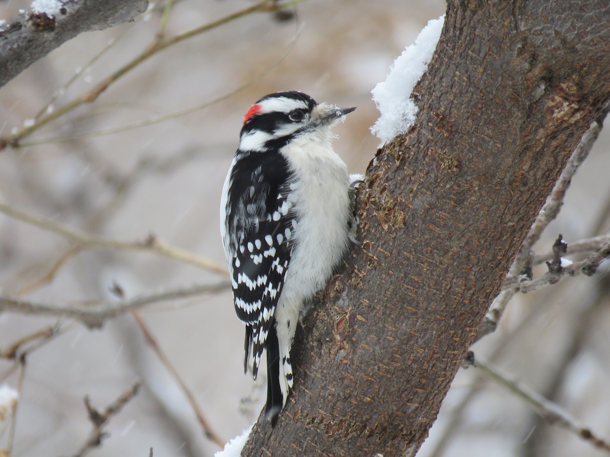 Downy Woodpecker - ML646374107