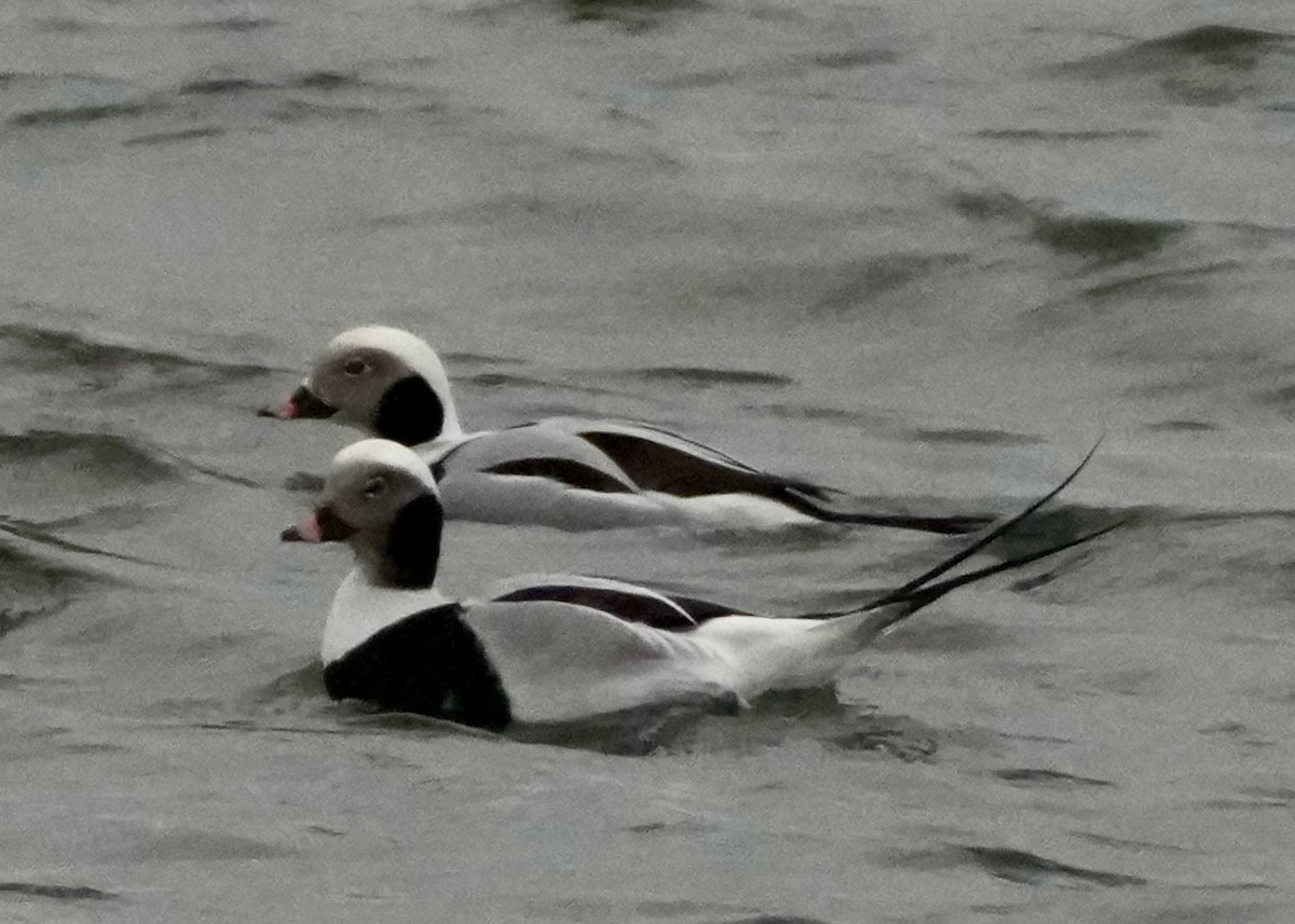 Long-tailed Duck - ML646374109