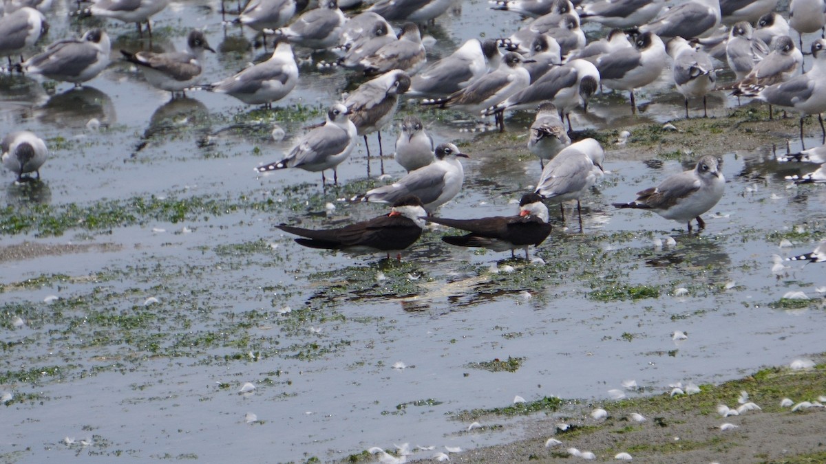 Black Skimmer - ML646374110