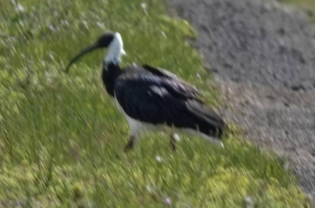 Straw-necked Ibis - ML646374113