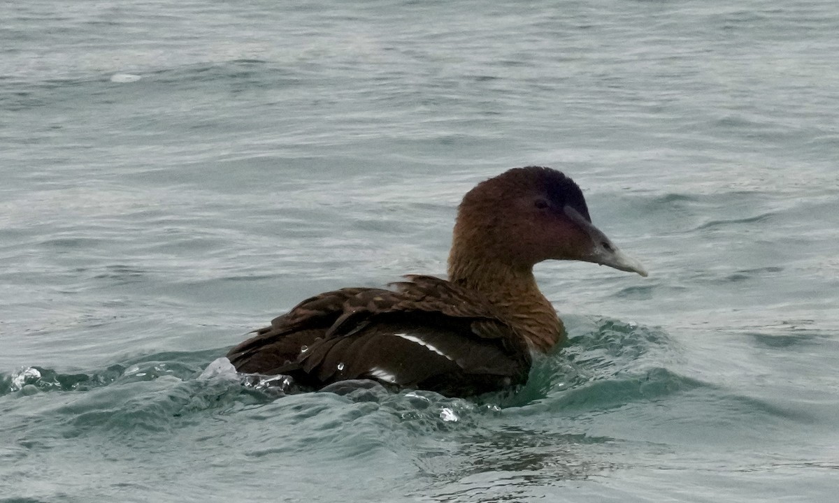 Common Eider - ML646374114