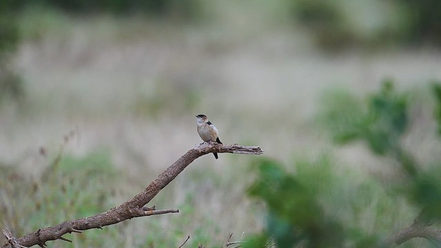 African Red-rumped Swallow - ML646374115