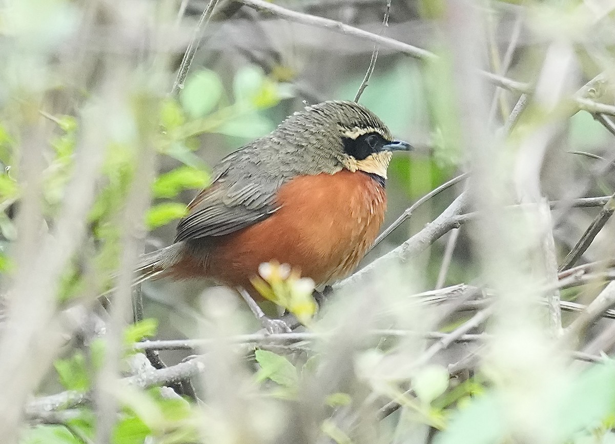 Olive-crowned Crescentchest - ML646374116