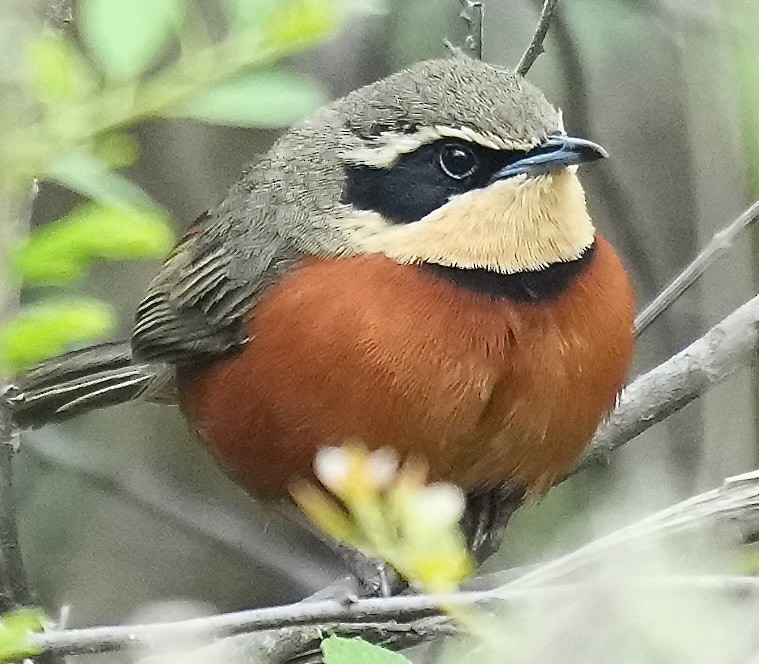 Olive-crowned Crescentchest - ML646374117