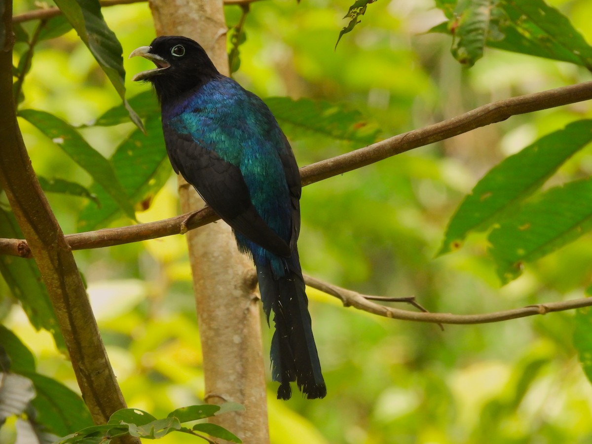Green-backed Trogon - ML646374118