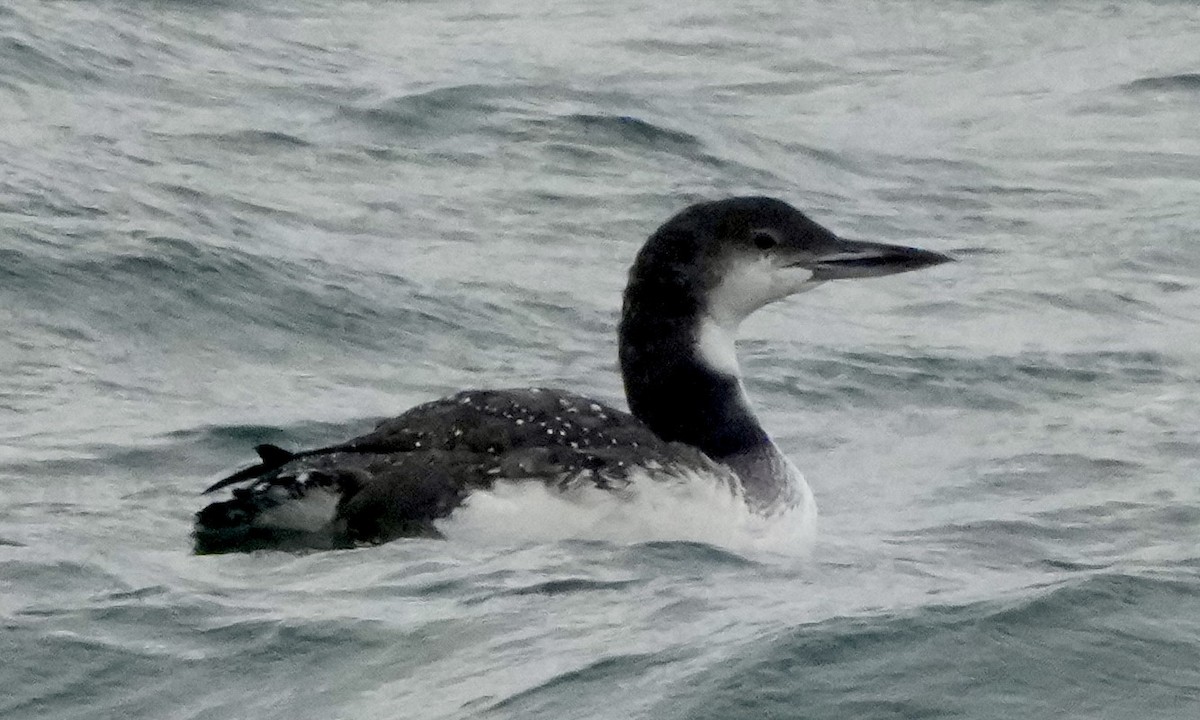 Common Loon - ML646374119