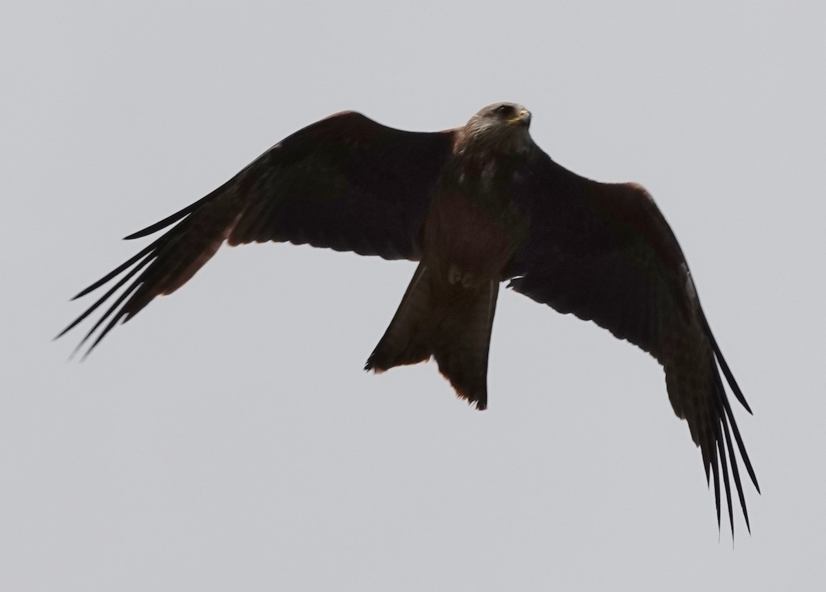Black Kite - ML646374120