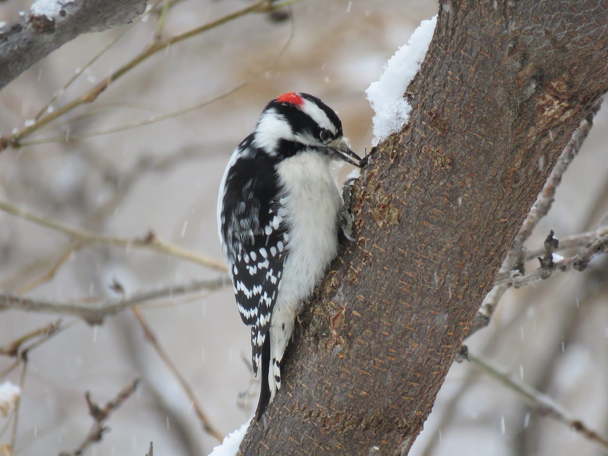 Downy Woodpecker - ML646374121