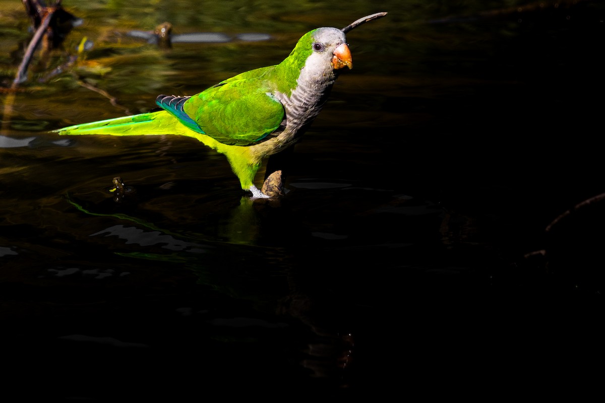 Monk Parakeet - ML646374122
