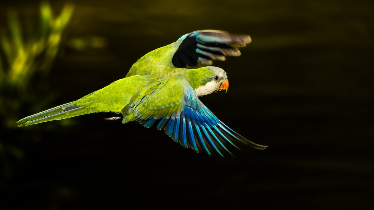Monk Parakeet - ML646374123