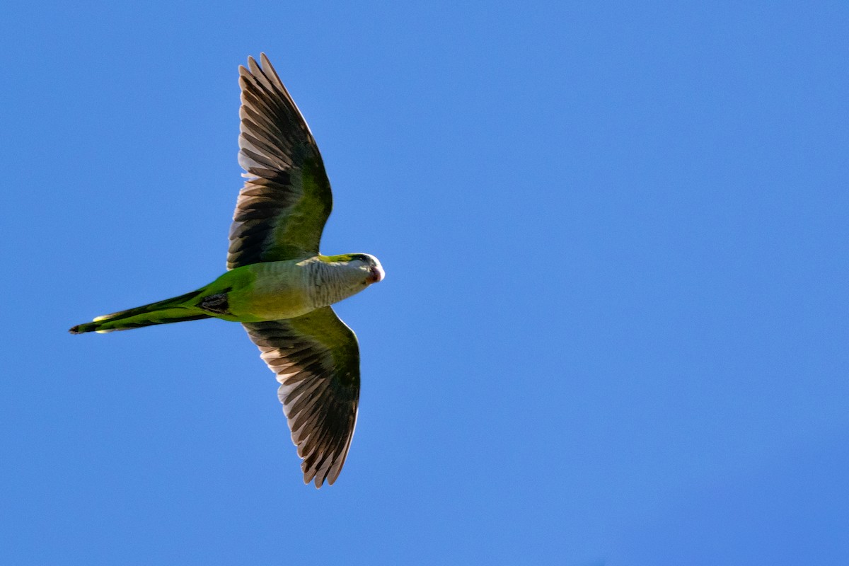 Monk Parakeet - ML646374124