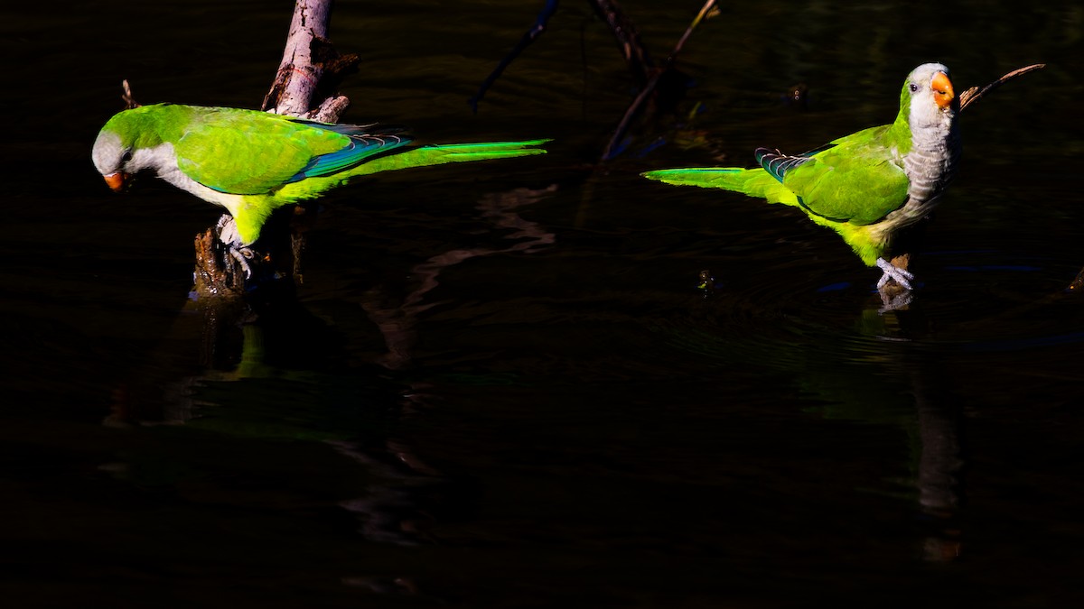 Monk Parakeet - ML646374125