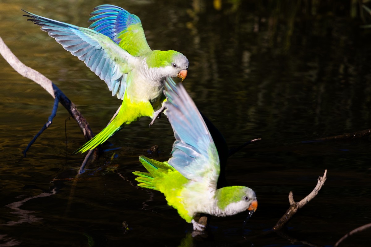 Monk Parakeet - ML646374126