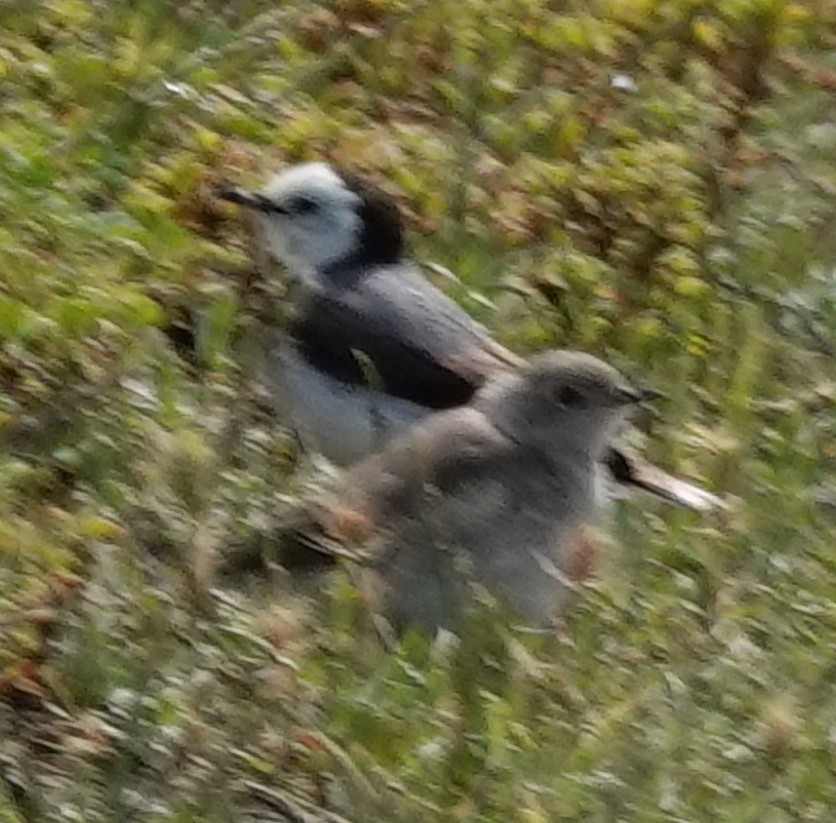 White-fronted Chat - ML646374127