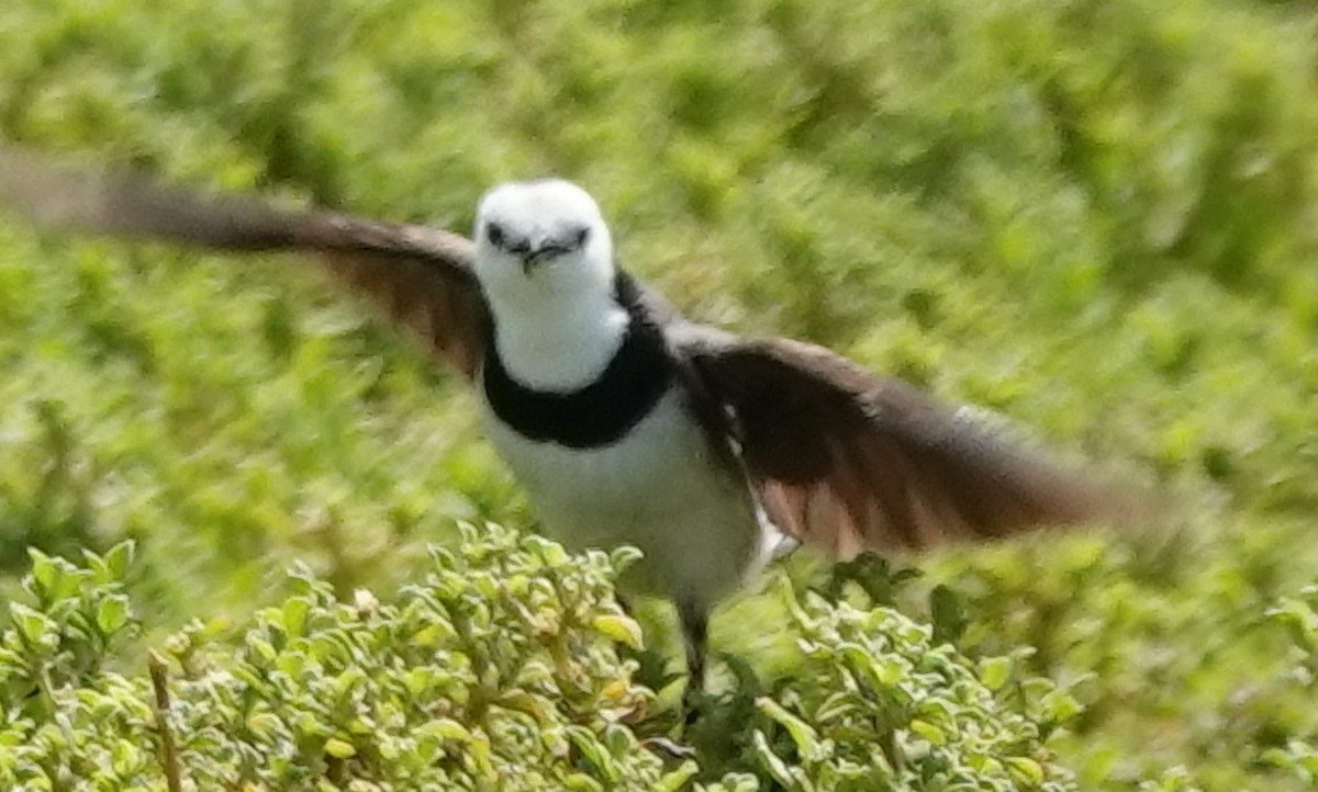 White-fronted Chat - ML646374128