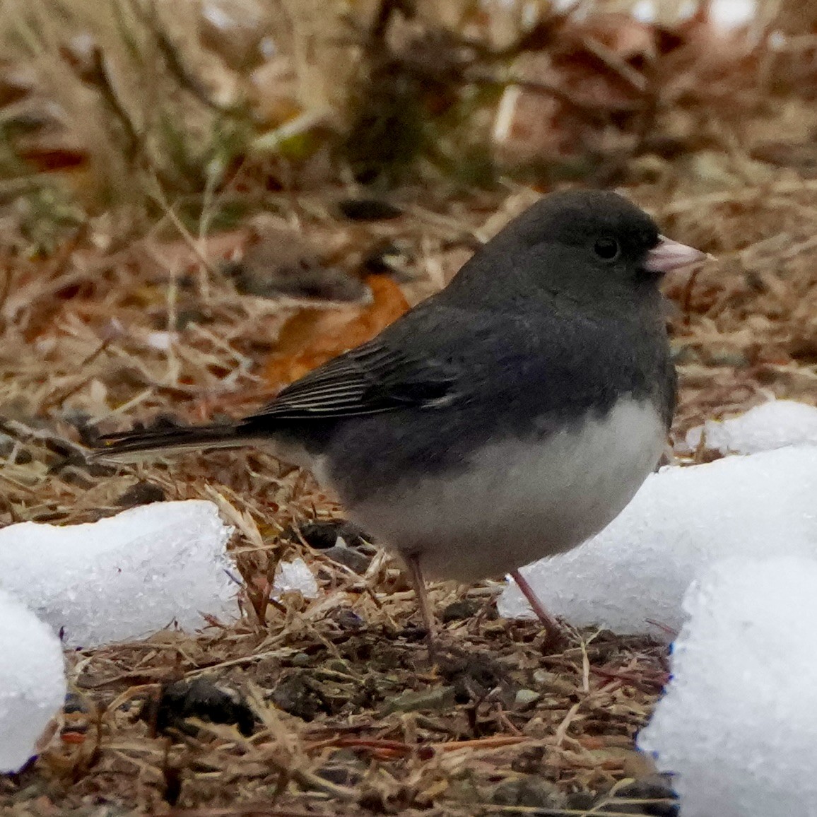 Dark-eyed Junco - ML646374129