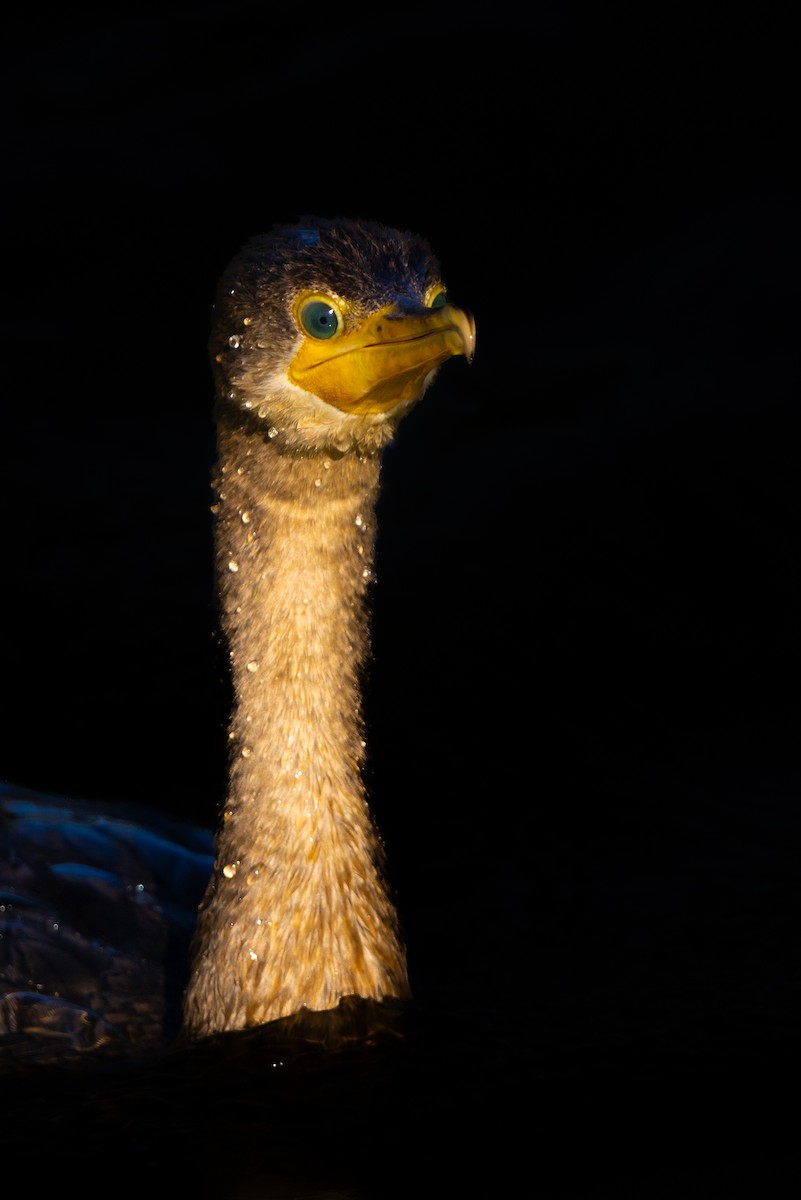 Neotropic Cormorant - ML646374131