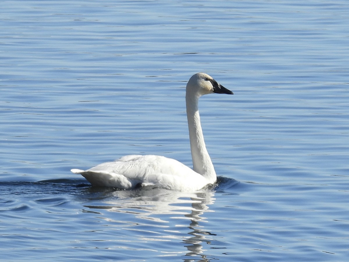 Trompeter-/Zwergschwan - ML646374133