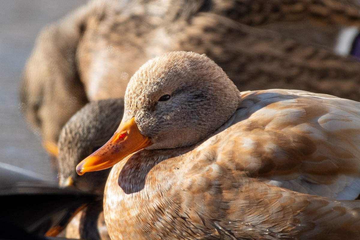 Mallard - ML646374135