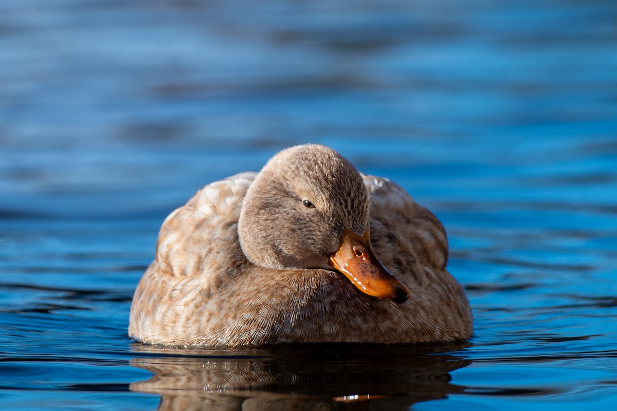 Mallard - ML646374136