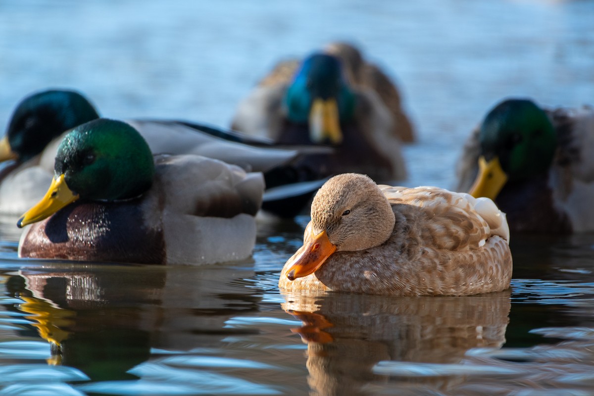 Mallard - ML646374137