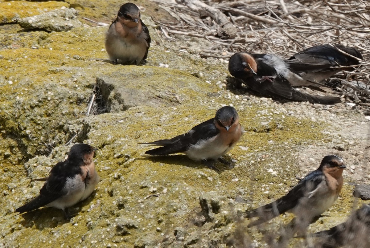 Welcome Swallow - ML646374138