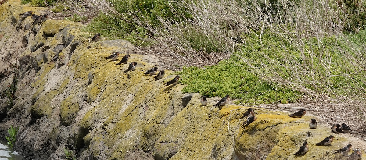 Welcome Swallow - ML646374139