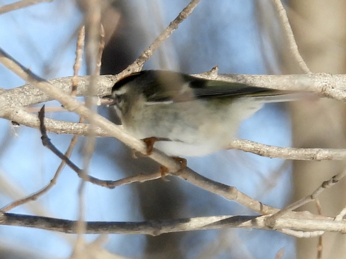 Indianergoldhähnchen - ML646374140